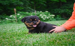 Rottweiler dogs for sale: Bella - Image 25