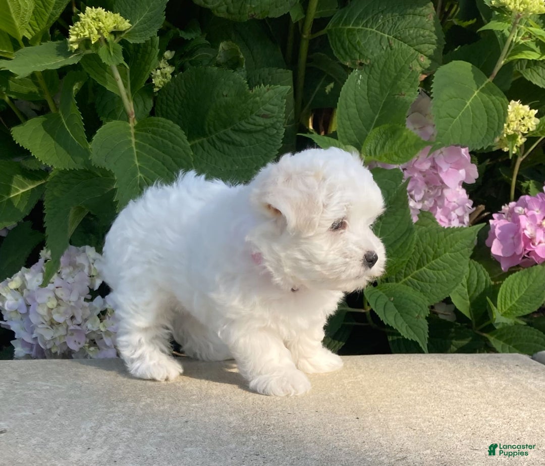 Coton De Tulear dogs for sale: Pearl - Image 13