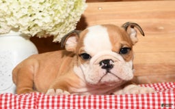 Beabull dogs for sale: Chase - Image 4