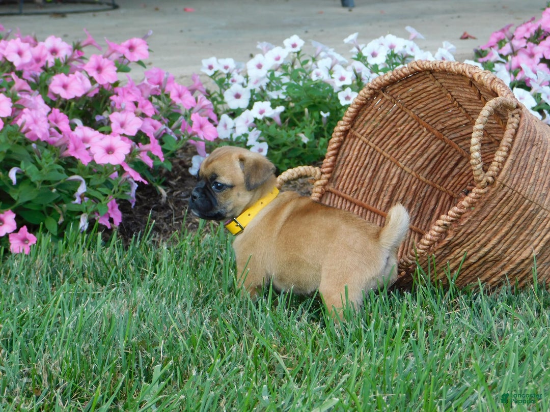 Jug dogs for sale: Lexi - Image 2