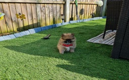 Pomeranian dogs for sale: Dex - Image 3