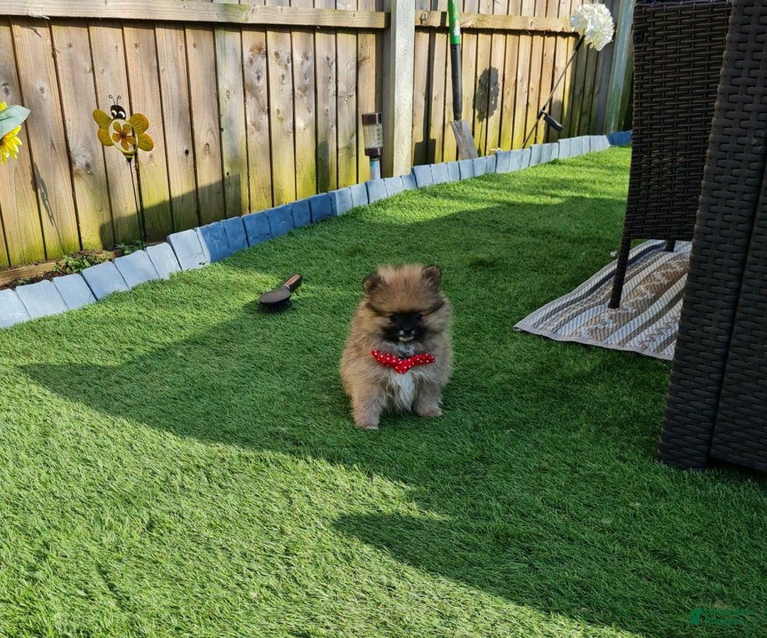 Pomeranian dogs for sale: Dex - Image 3