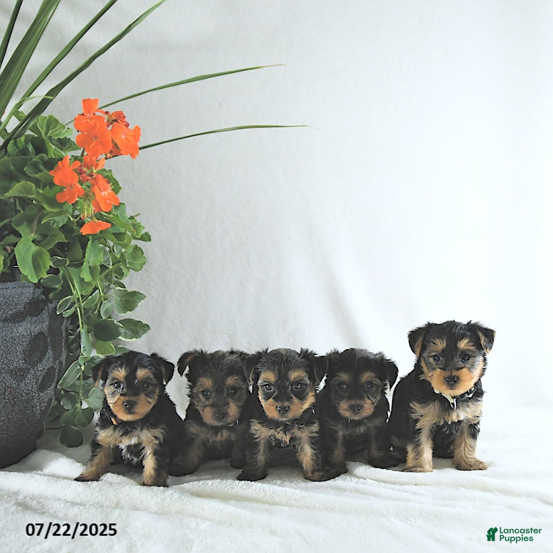 Yorkshire Terrier dogs for sale: Ken - Image 4