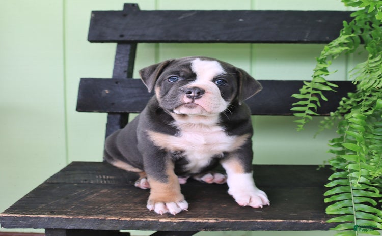 Olde English Bulldogge dogs for sale - Ad 2