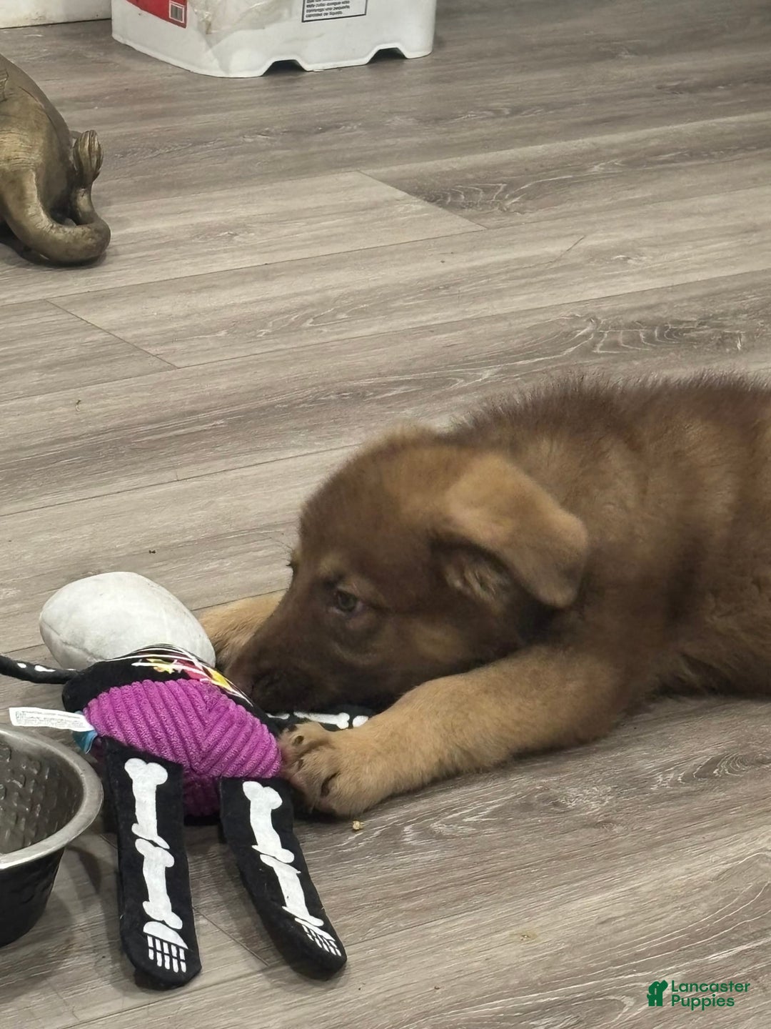 German Shepherd dogs for sale: Bella Liver Sable German Shepherd - Image 1