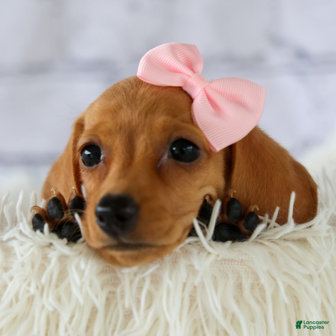 Miniature Dachshund dogs for sale: Miniature Dachshund 3 puppies - Image 11