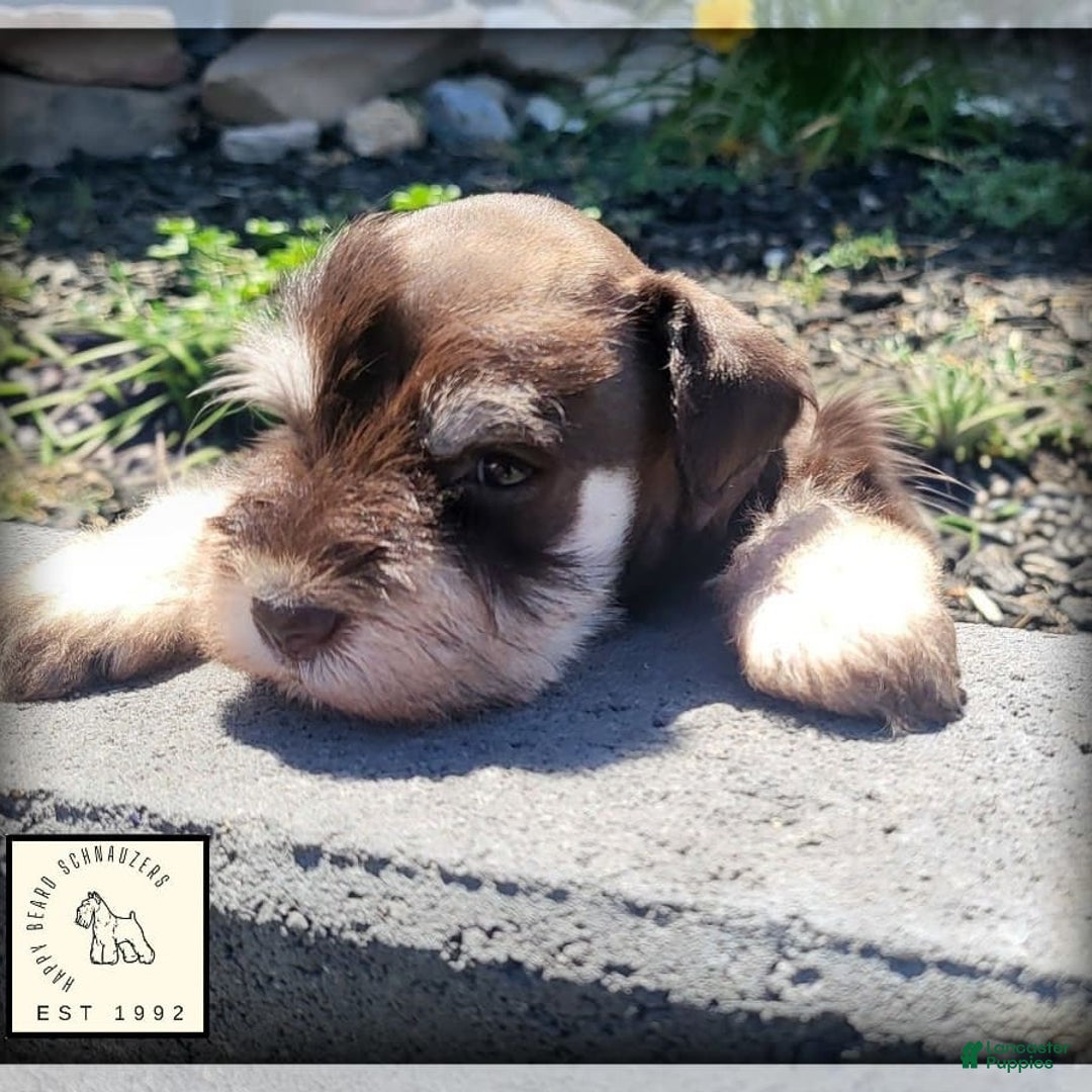 Miniature Schnauzer dogs for sale: Jack - Image 2