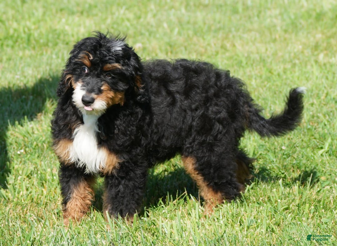 Mini Bernedoodle dogs for sale: Buddy - Image 1
