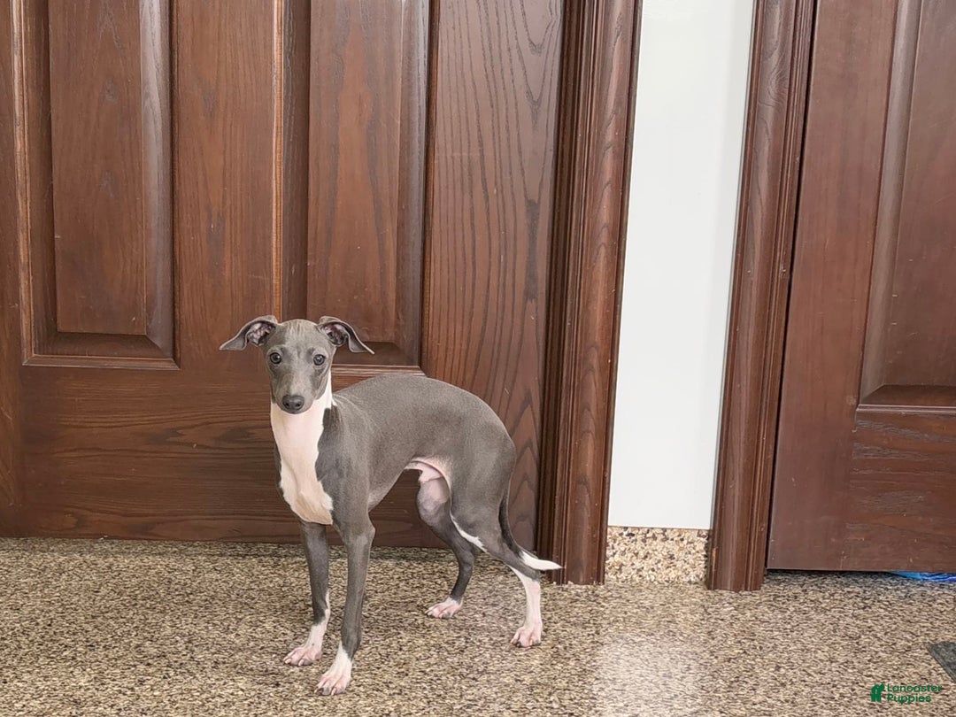 Italian Greyhound dogs for sale: Rocky - Image 2