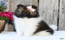 Pomeranian dogs for sale: Ivy - Image 3