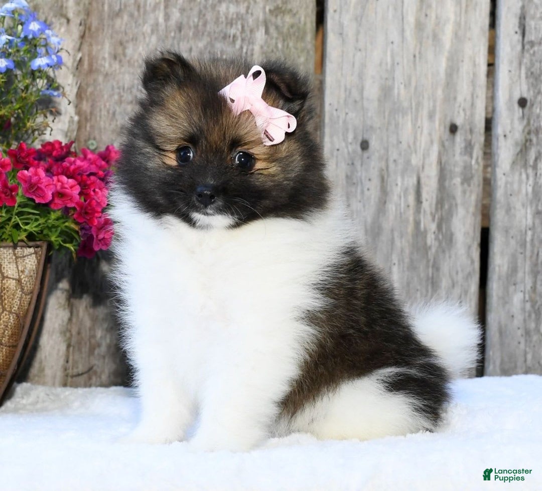 Pomeranian dogs for sale: Ivy - Image 3
