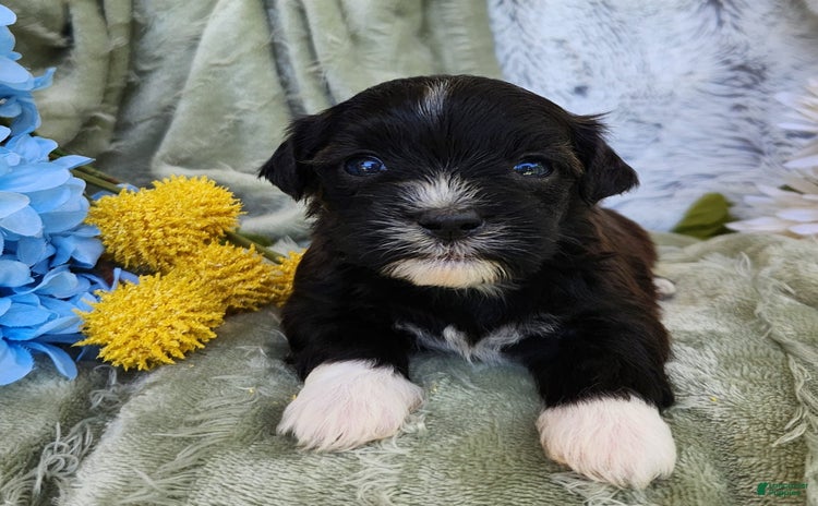 Shihpoo dogs for sale - Ad 5
