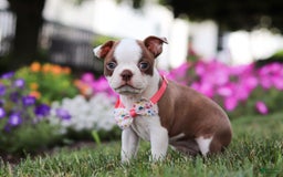 Boston Terrier dogs for sale: Sherry - Image 6