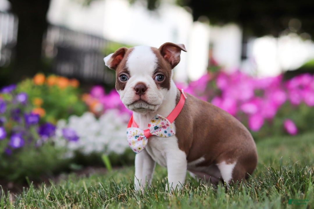 Boston Terrier dogs for sale: Sherry - Image 6