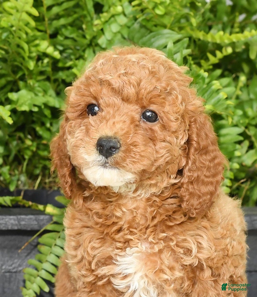 Mini Goldendoodle dogs for sale: Vance - Image 9