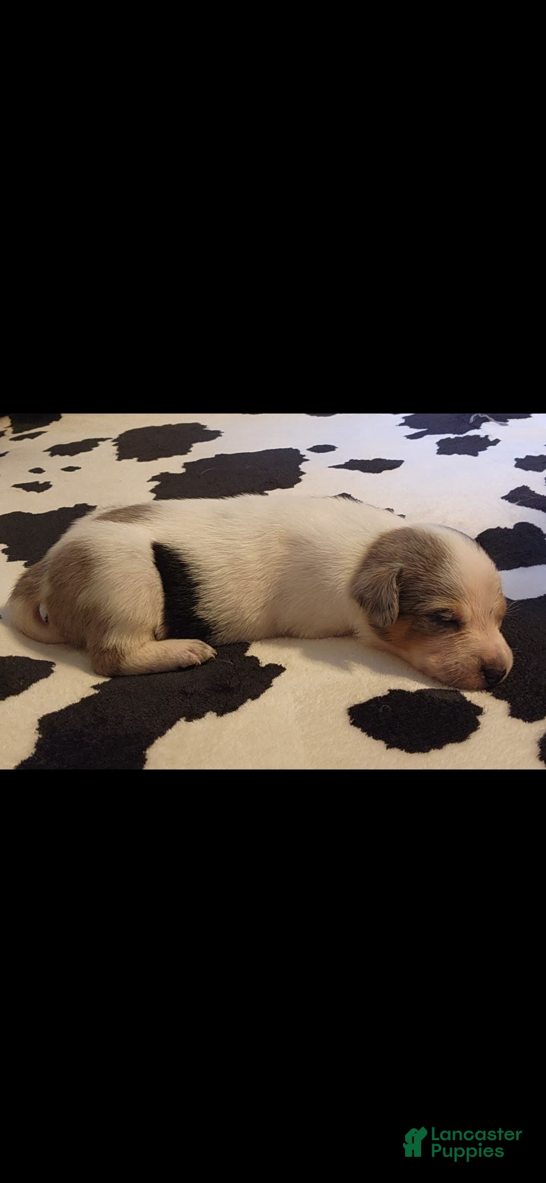 Catahoula Leopard Dog dogs for sale: Virginia - Image 3