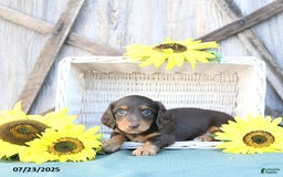 Dachshund dogs for sale: Chase - Image 4