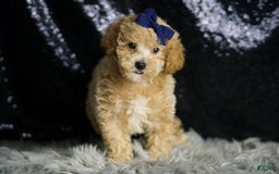Maltipoo dogs for sale: Captain - Image 6