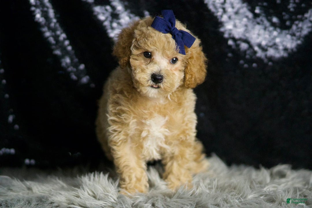 Maltipoo dogs for sale: Captain - Image 6