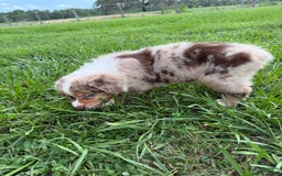 Australian Shepherd dogs for sale: L-orange - Image 3