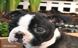 Boston Terrier dogs for sale: Daisy - Image 5