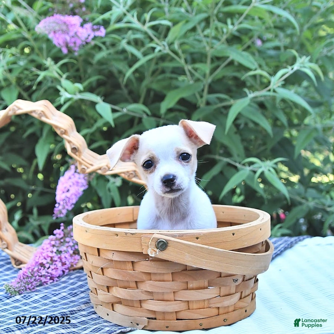 Chihuahua dogs for sale: Tina - Image 4