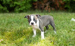 Boston Terrier dogs for sale: Jewel - Image 4