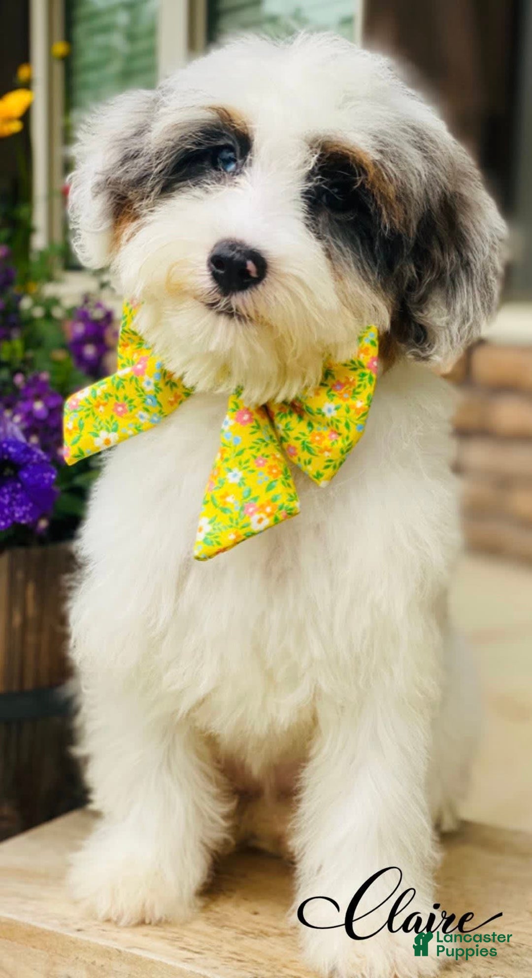 Mini Bernedoodle dogs for sale: Claire - Image 2