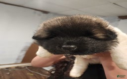 Akita dogs for sale: Akita 5 puppies - Image 7