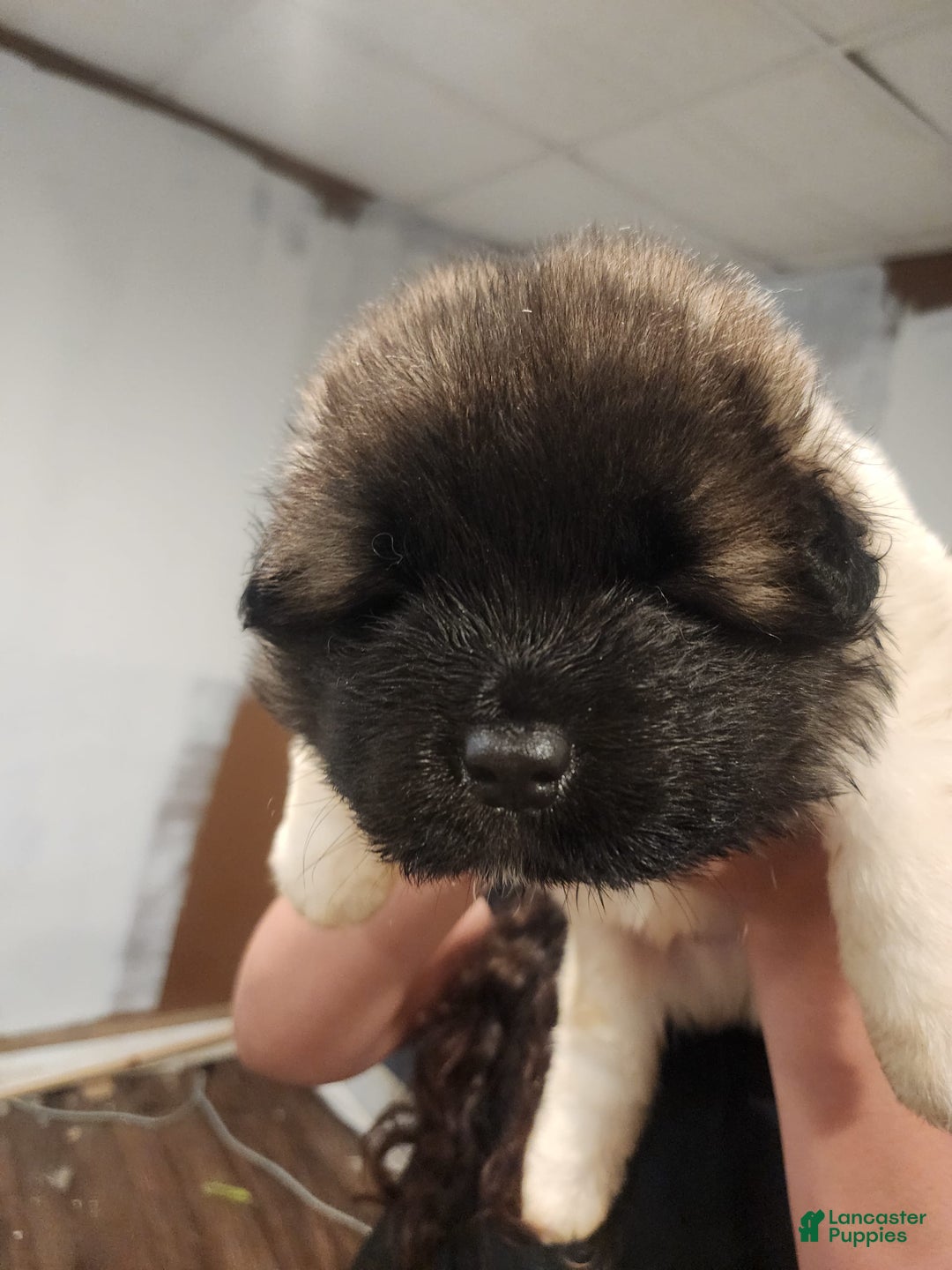 Akita dogs for sale: Akita 5 puppies - Image 7