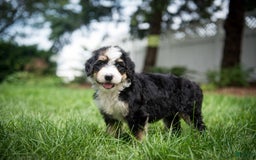 Bernedoodle dogs for sale: Bubbles - Image 14