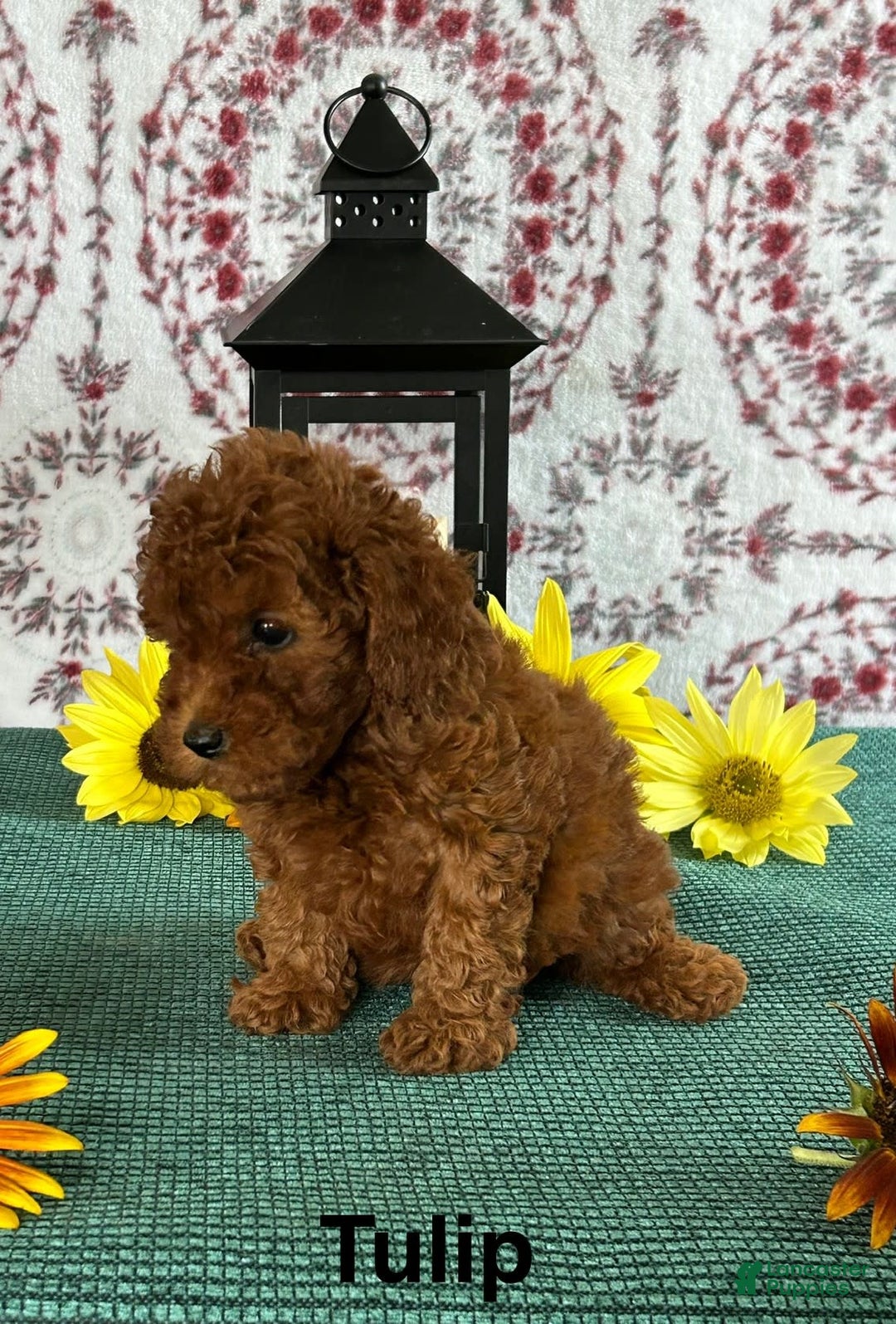 Toy Poodle dogs for sale: Tulip - Image 2