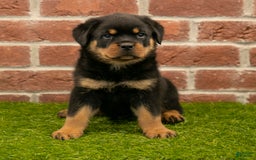 Rottweiler dogs for sale: Lightining - Listing for pets: Hunter, Lightining, Elliot, Diesel - Image 6