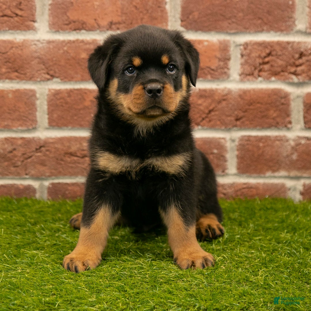 Rottweiler dogs for sale: Lightining - Listing for pets: Hunter, Lightining, Elliot, Diesel - Image 6