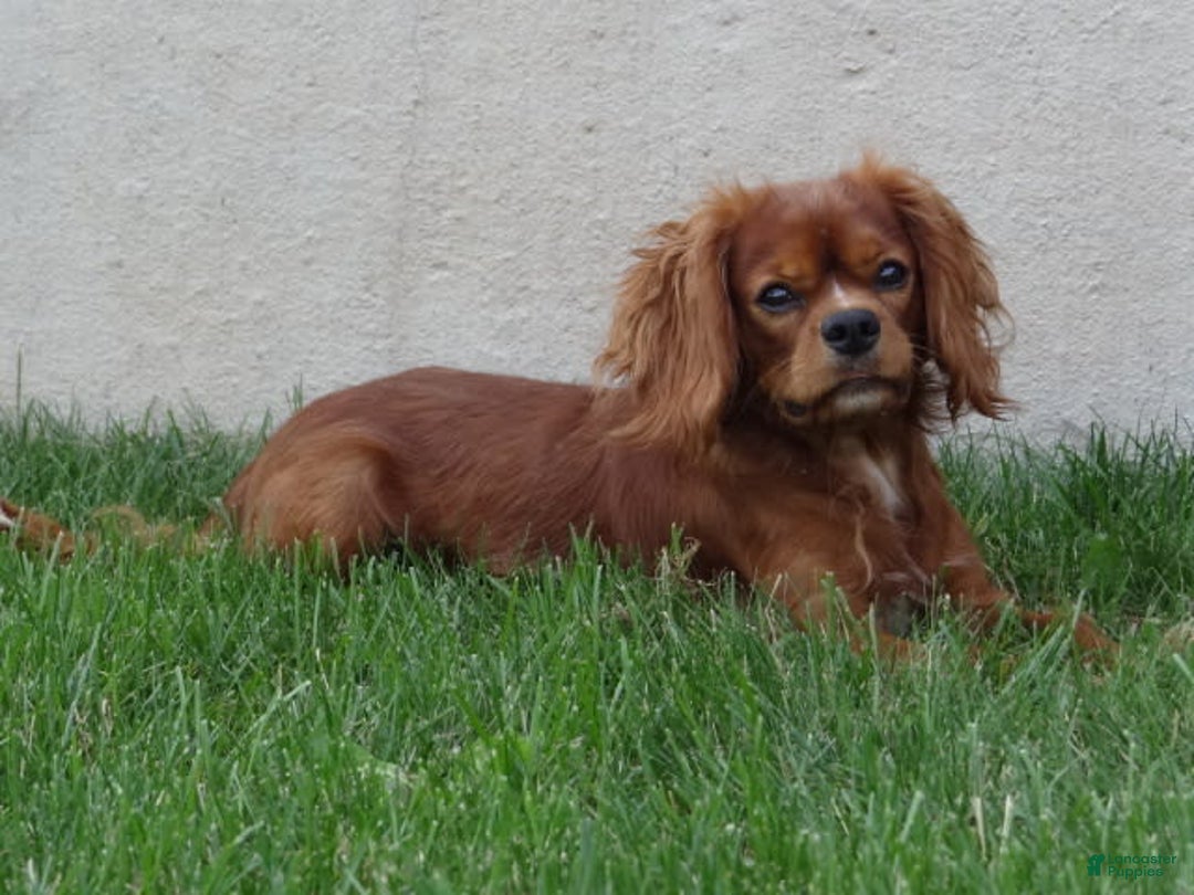 Cavalier King Charles Spaniel dogs for sale: Theo - Image 9