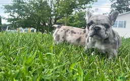 French Bulldog dogs for sale: Tinky - Image 4