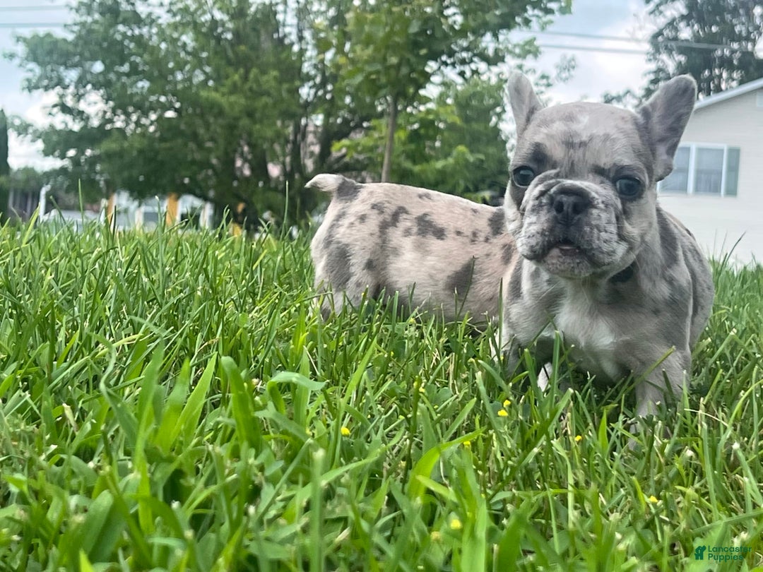 French Bulldog dogs for sale: Tinky - Image 4