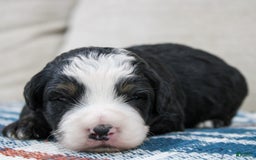 Mini Bernedoodle dogs for sale: Leo - Image 14