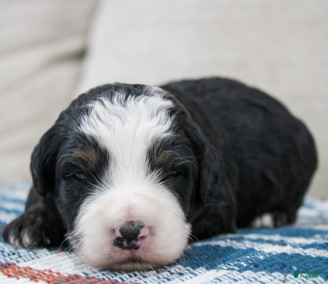 Mini Bernedoodle dogs for sale: Leo - Image 14