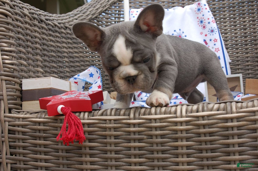 French Bulldog dogs for sale: Nate - Image 5