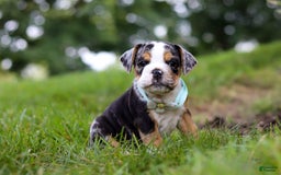 Beabull dogs for sale: Faith - Image 1