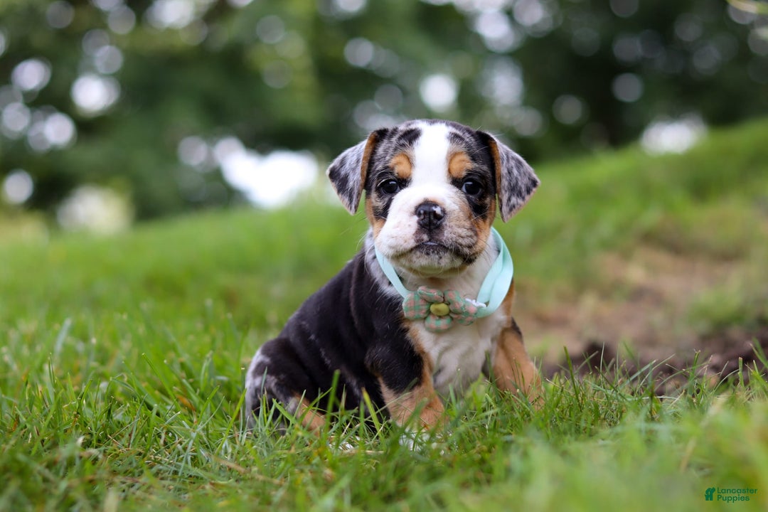 Beabull dogs for sale: Faith - Image 1