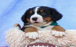 Bernese Mountain Dog dogs for sale: Snoopy - Image 12