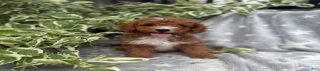 George