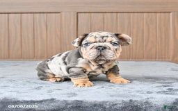 French Bulldog dogs for sale: Domino - Image 5