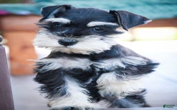 Miniature Schnauzer dogs for sale: Cinderella - Image 8