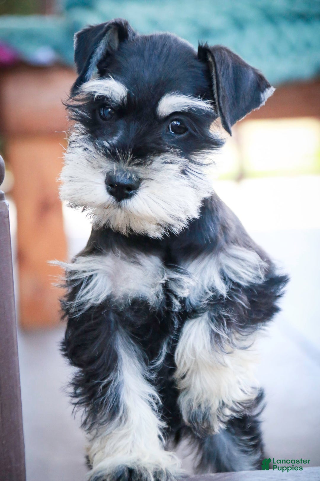 Miniature Schnauzer dogs for sale: Cinderella - Image 8