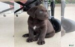 Labrador Retriever dogs for sale: Labrador Retriever - Image 4