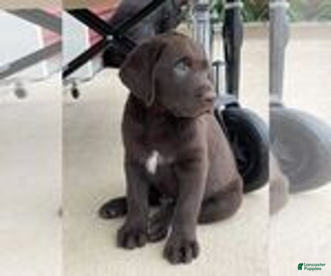 Labrador Retriever dogs for sale: Labrador Retriever - Image 4