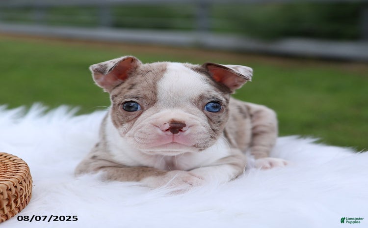Boston Terrier dogs for sale - Ad 1